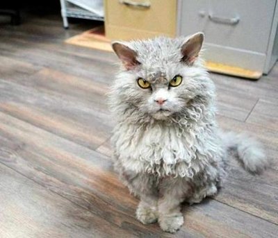 selkirk-reks-prodolzhitelnost-zhizni (1).jpg