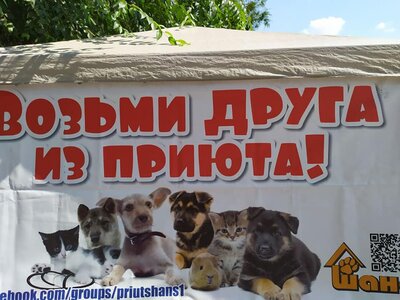 priyut-aktsiya.jpg