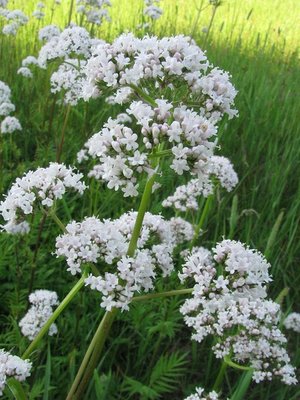 Valeriana-officinalis--Kerry-Woods--CC-BY_NC_ND.jpg